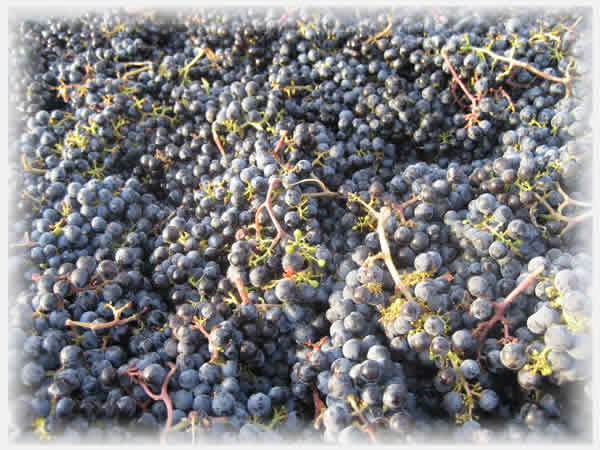 Merlot Crush